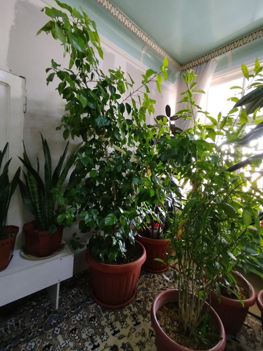 Xonaki, dekorativ gullar. Narxi keliwtirib gaplawamiza