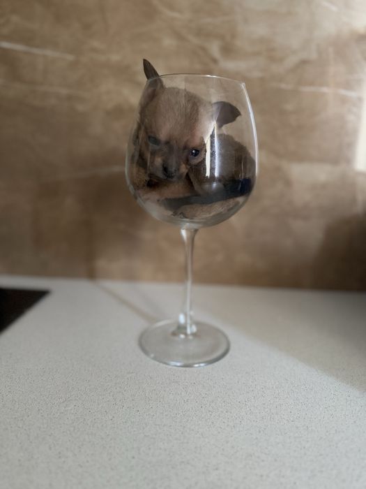 Карманная собачка щенки микро и мини