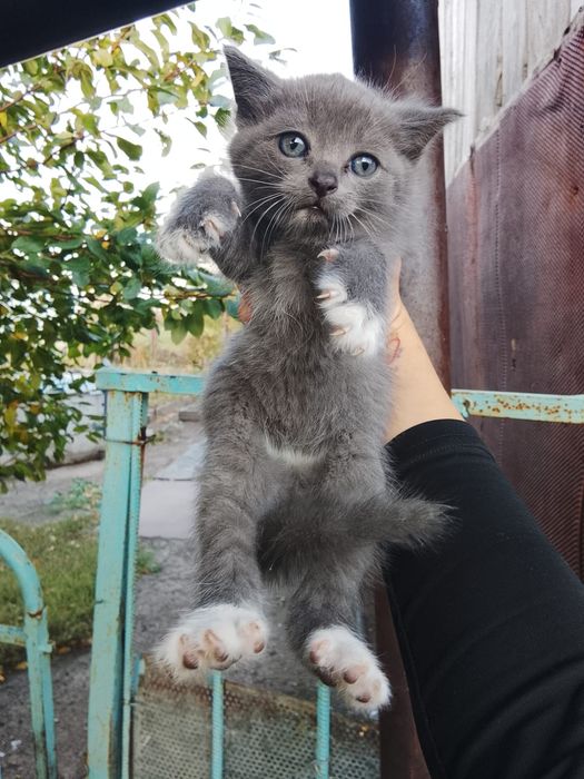 Продам котят 1,5 месяца