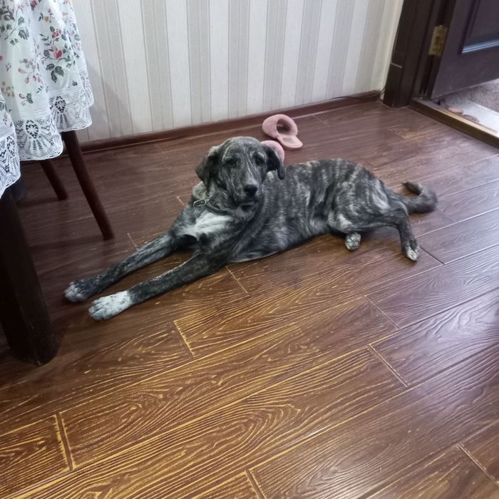 Малыш ищет дом и семью!