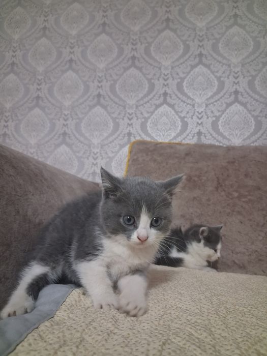 Продам котят  очень красивых