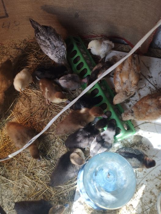 Продам цыплят и  индоутят