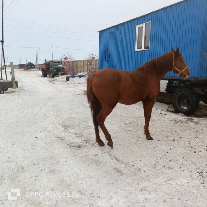 Таза қанды Айғыр