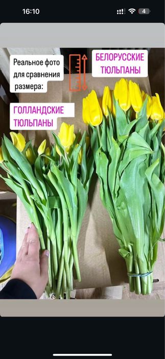 Беллорусские тюльпаны