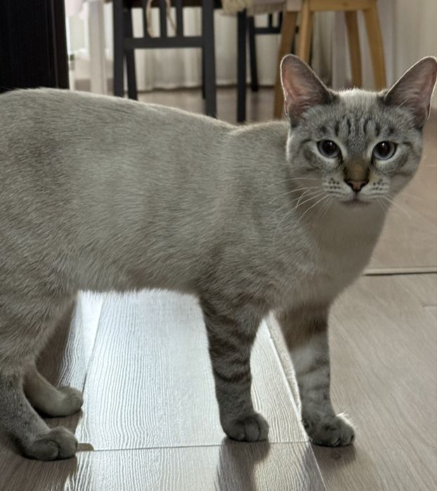 Отдам кота в добрые руки