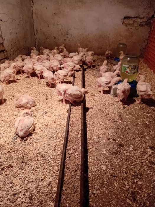 Продаётся цыплят бройлеры