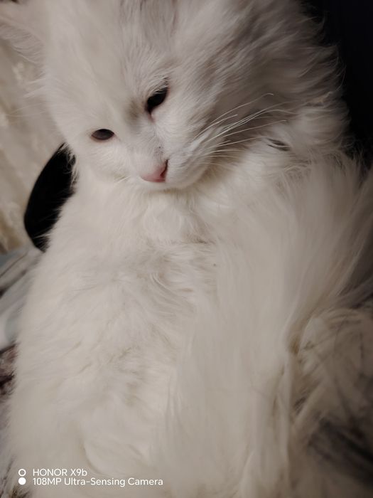 Турецкий ангора 400$