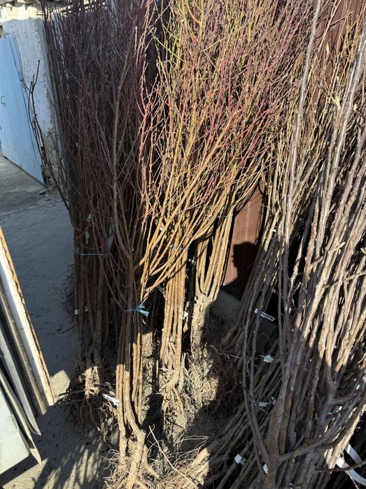 Саженцы  плодовых   деревьев