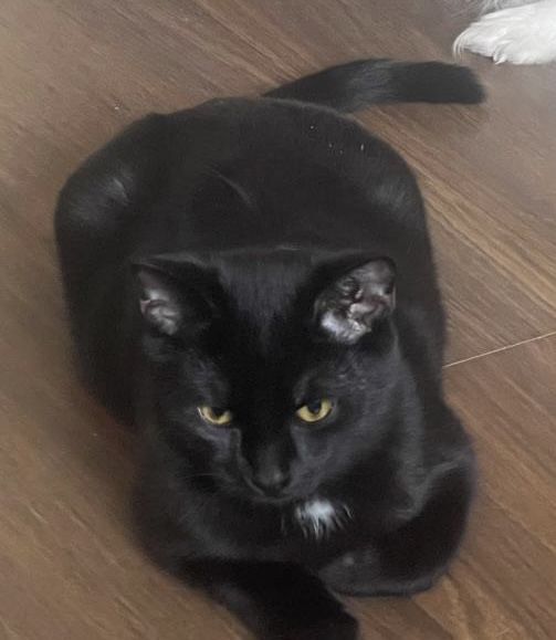 отдам кошечку в добрые руки