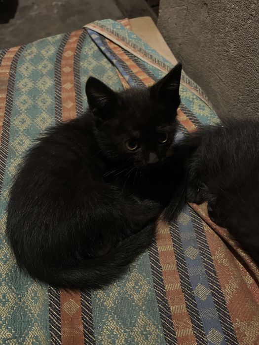 отдам котёнка, мальчик ему 1 месяц