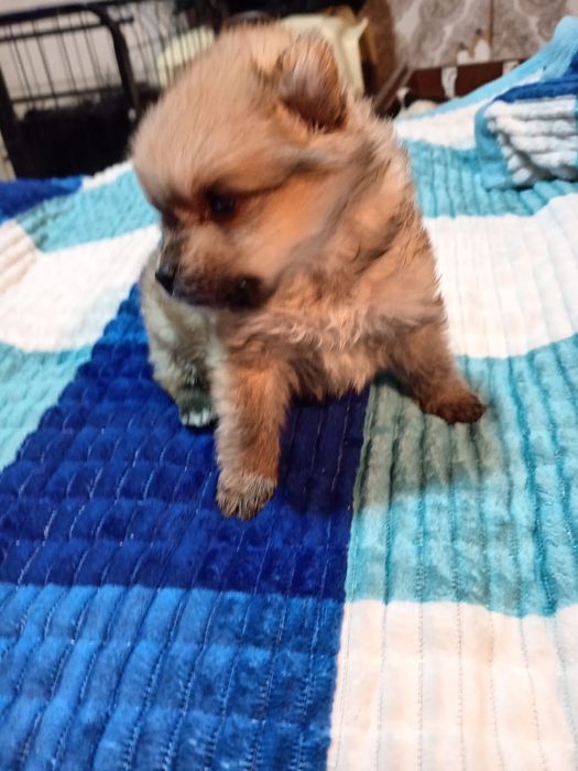 Щенки шпица  с бивером