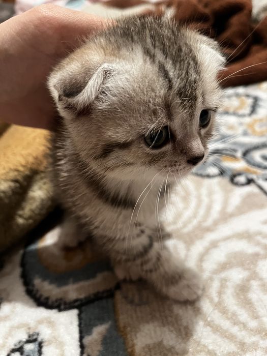 Котенок британская вислаухая