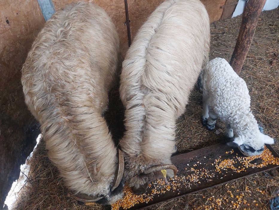 Oi cu miei si oi Sterpe Țurcane grase