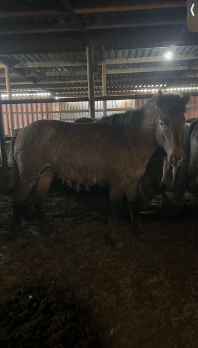 2 мощных жеребца жәбы