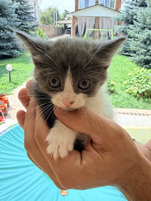 Котята беслатно, 2 месяца