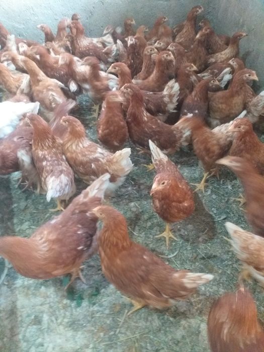 Avem puicuțe ouătoare!!!