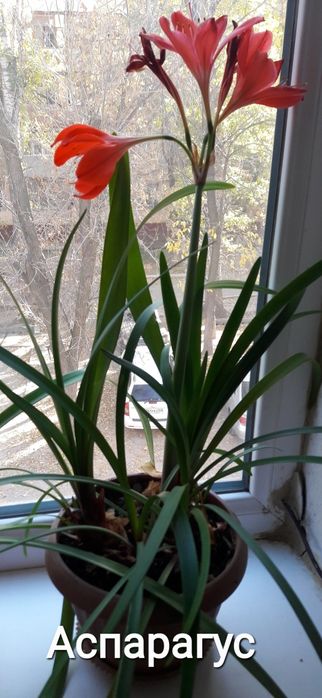 Цветы домашние , комнатные