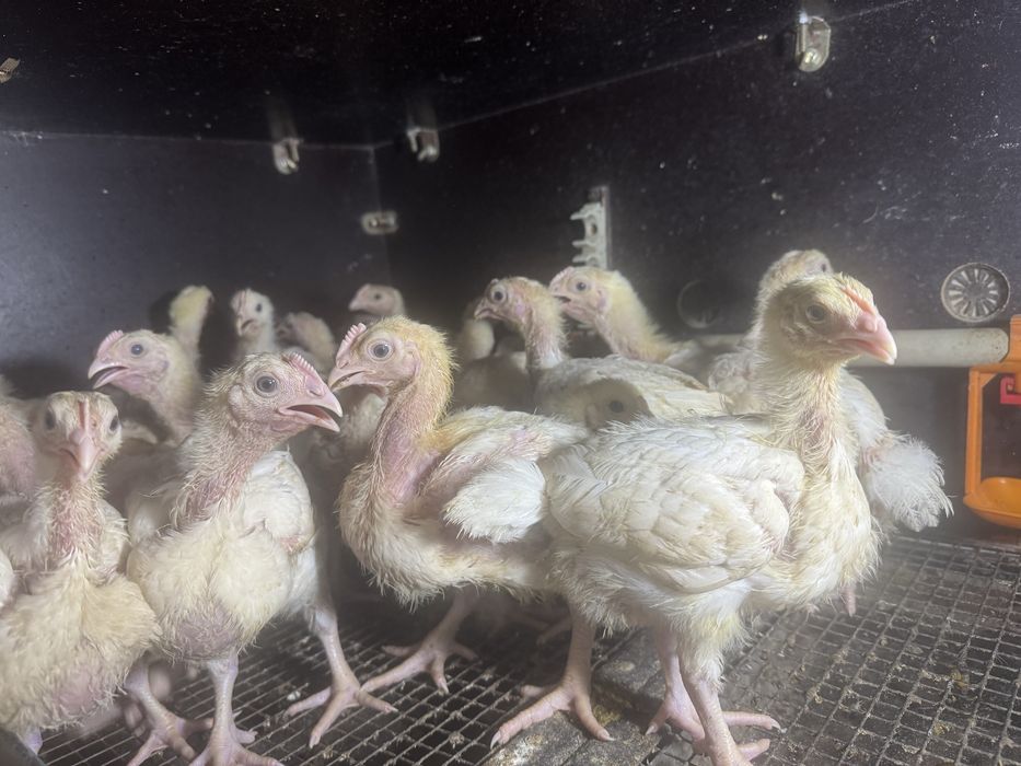 Куры Бролеры коба 500