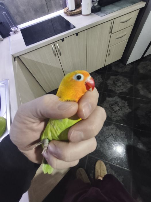 Agaporis crescut la mana