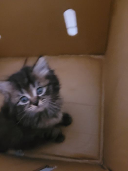 Котенок срочно отдам даром нашел на улицее