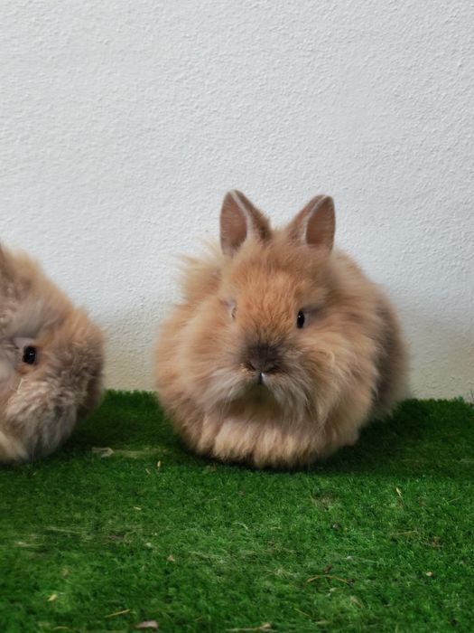 Iepurași cap de leu pitic