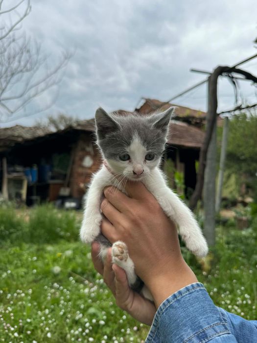 Подарявам  Котенца