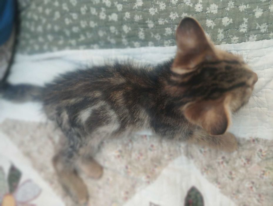 1 yarim oylik Bengal zodli tabiiy mushukcha