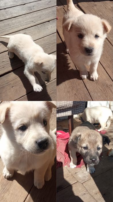 Отдам щенят в добрые руки