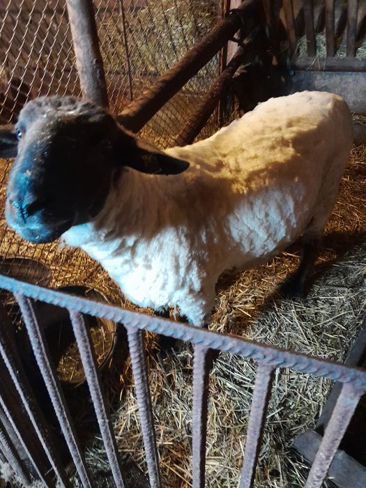 Berbec sí berbecuti Suffolk