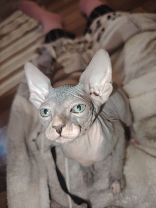 Котенок  канадский сфинкс, девочка