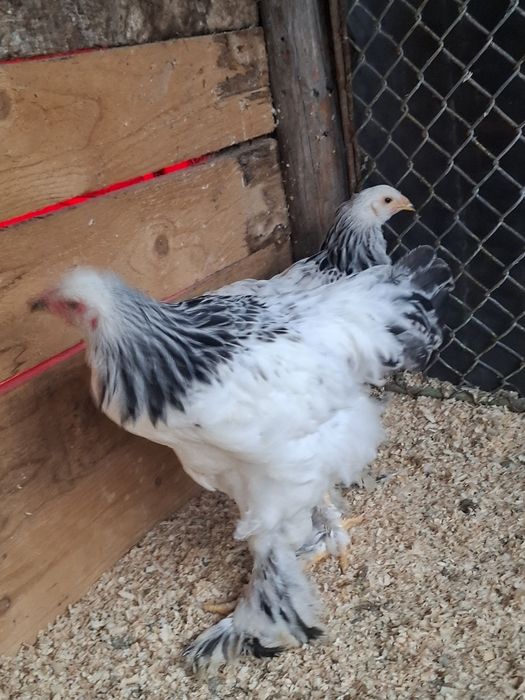 Pereche brahma hd