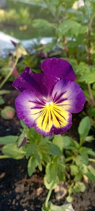 Продам дачный участок в СО Весна