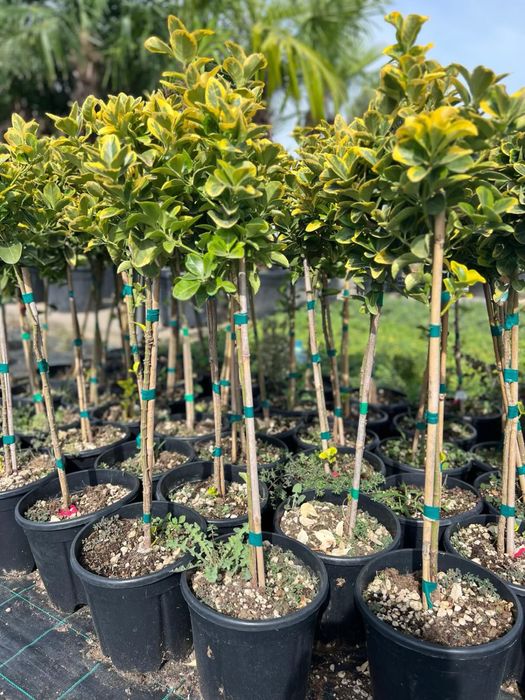 Plante ornamentale