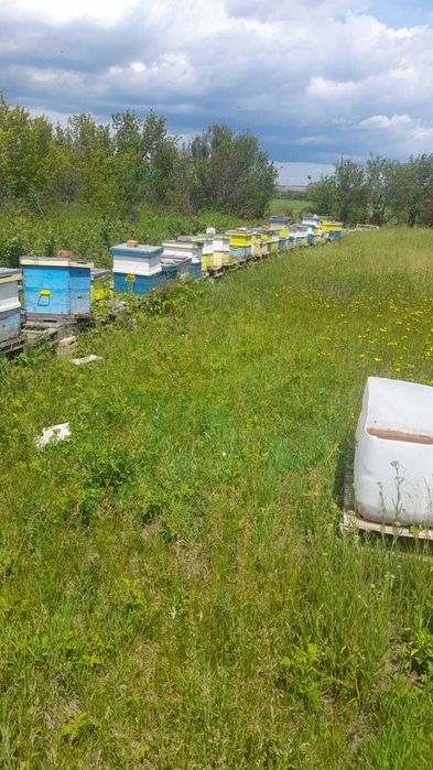 35 familii de albine + cutie