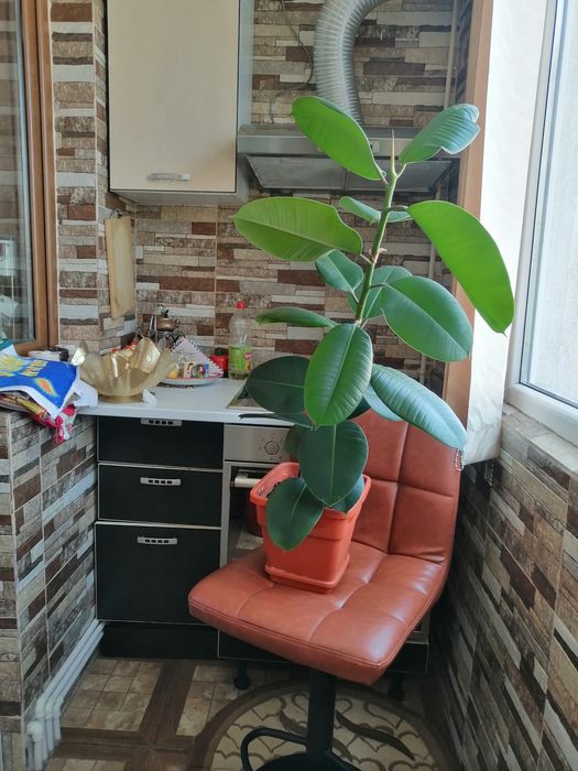 Ficus 1.90 înălțime+pui