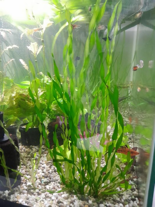 Аквариум 110 литров