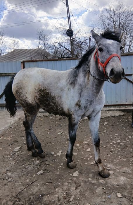 Vând mânză de 10 luni