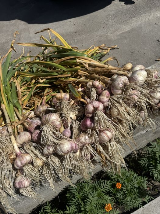 Продам домашний чеснок