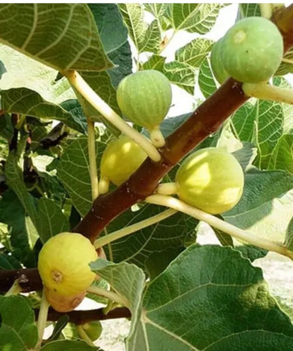 Продам саженцы инжира в городе Тараз