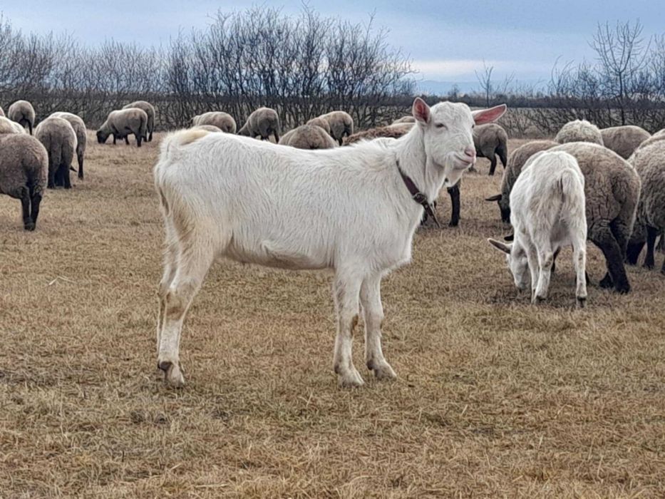 Capre metisi boer saanen cu iezi !