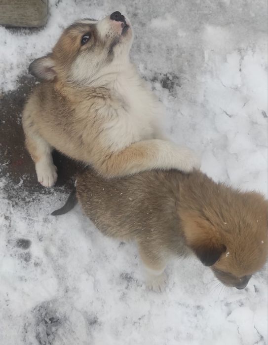 Щеночки в хорошие руки