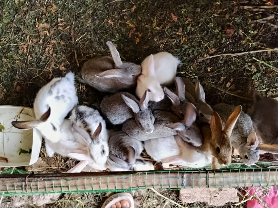 Куёонлар сотилади