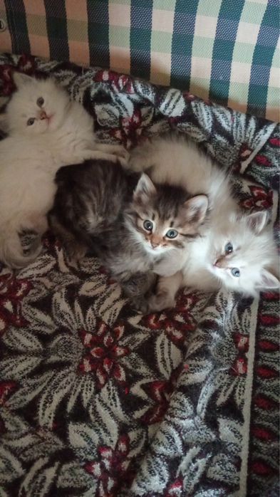 Отдам котят в хорошие руки