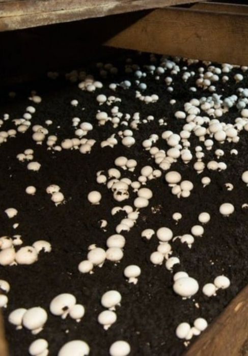 Шампиньоны продам