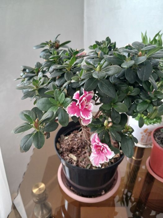 Азалия сатылымда