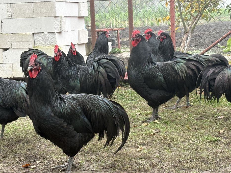 Cocosi australorp negru