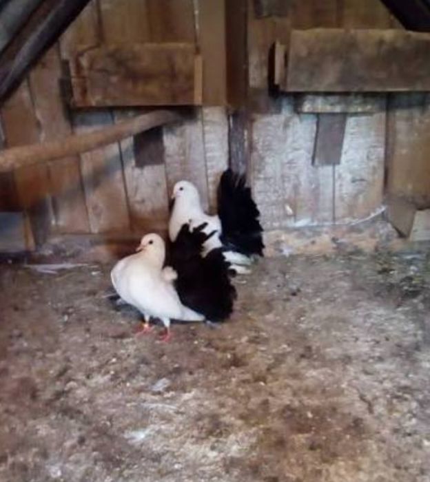 Голуби якобины и павлины