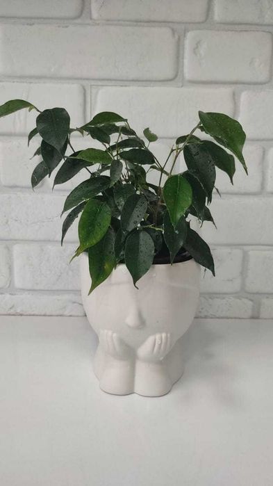 Фикус Бенджамина