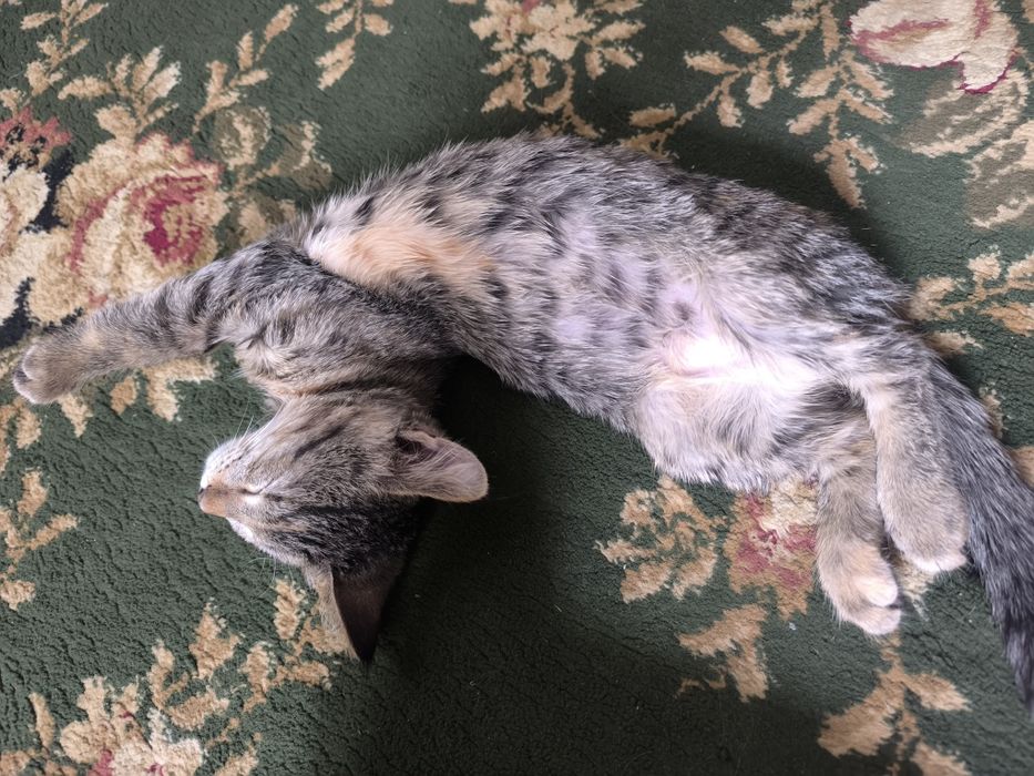 Кошечка домашняя
