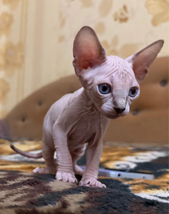 Котята канадский свингс